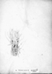 Image of Thamnolia taurica